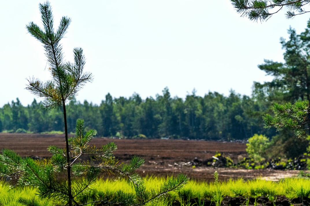 Construction site with excavators near a forest edge